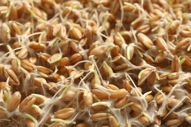 Growing microgreens. Many sprouted wheat seeds on mat, closeup