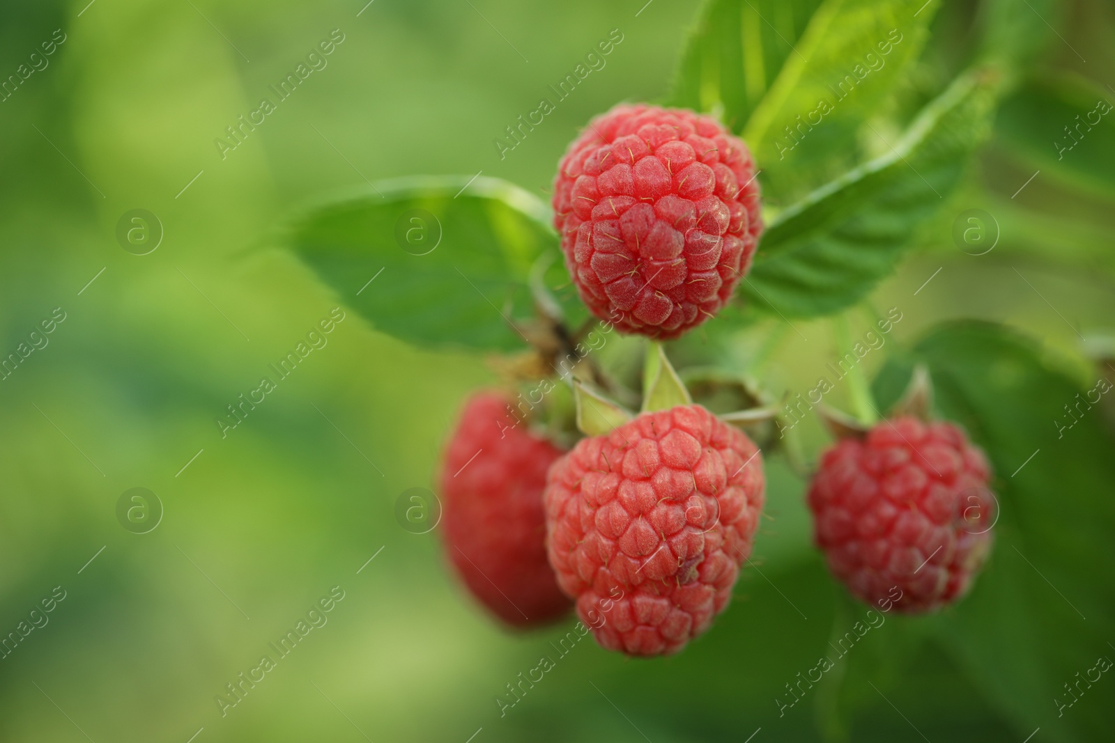 Photo of Raspberry bush with tasty ripe berries in garden, closeup