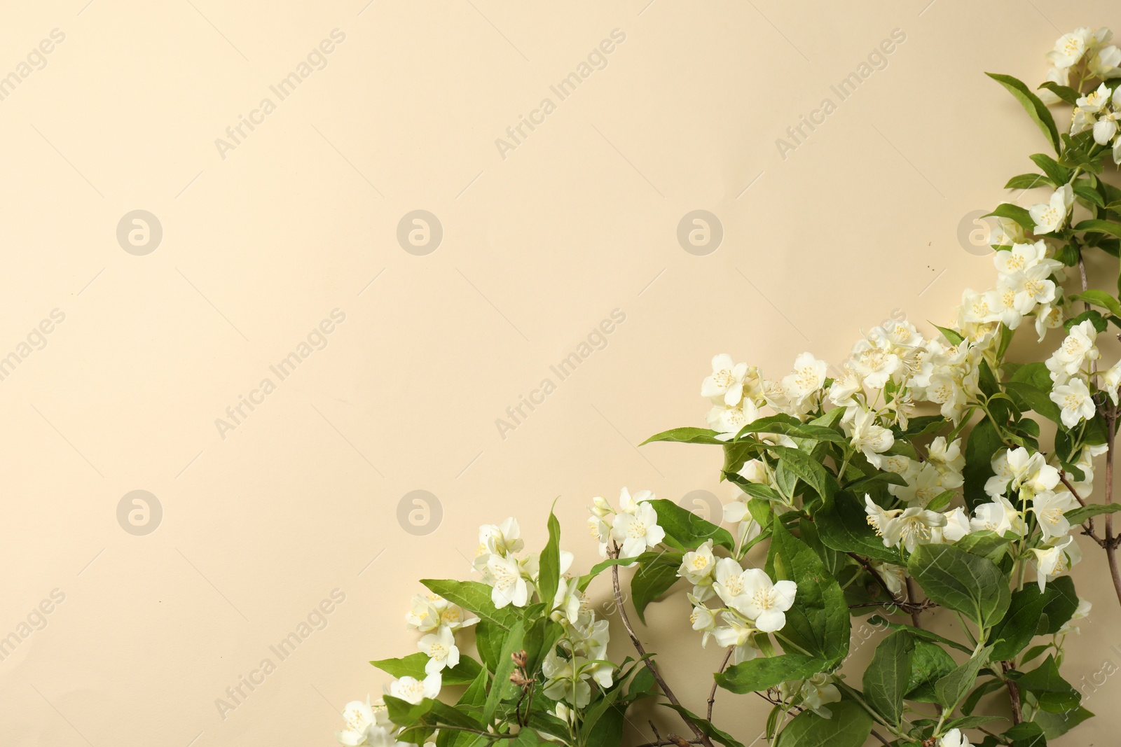 Photo of Aromatic jasmine flowers and green leaves on beige background, flat lay. Space for text