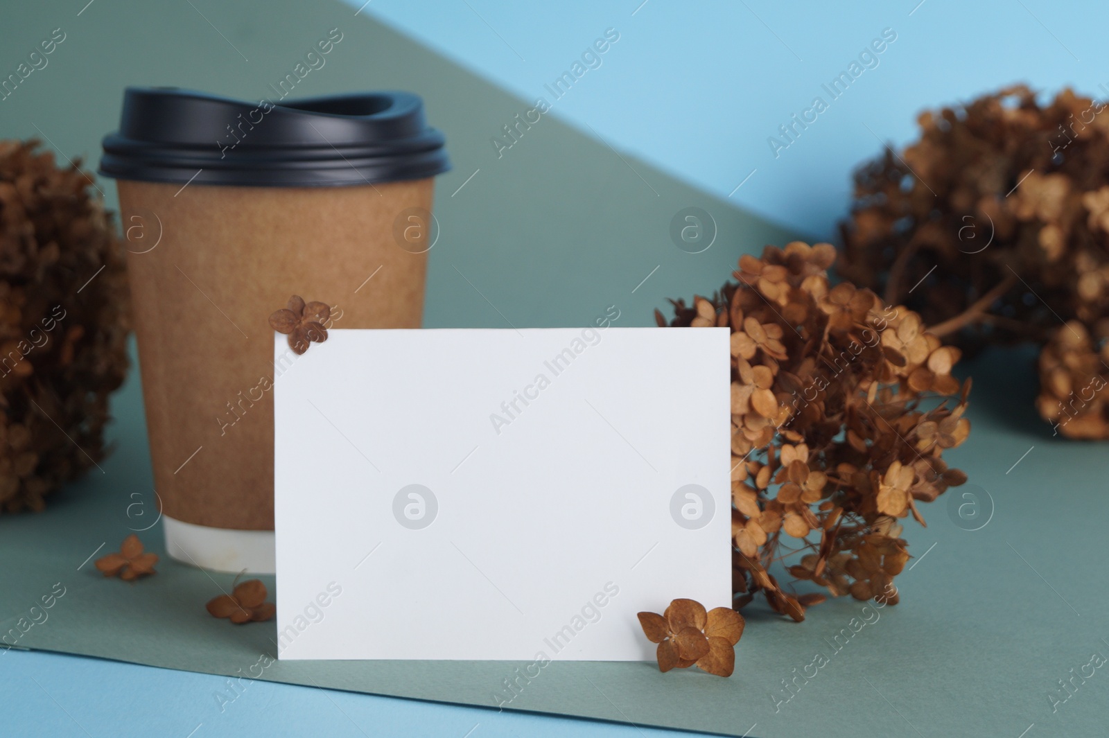 Photo of Dried hortensia flowers, blank card and paper cup on colorful background