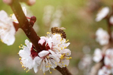 Photo of Beautiful honeybee on apricot tree branch with tiny tender flowers outdoors, closeup. Awesome spring blossom