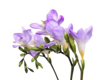 Beautiful violet freesia flowers isolated on white