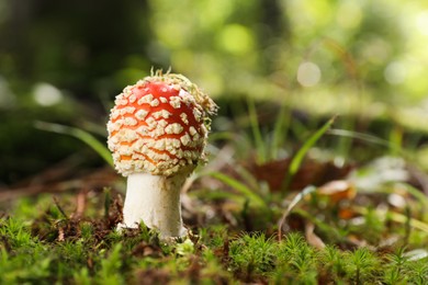 Photo of One poisonous mushroom growing in forest, closeup. Space for text