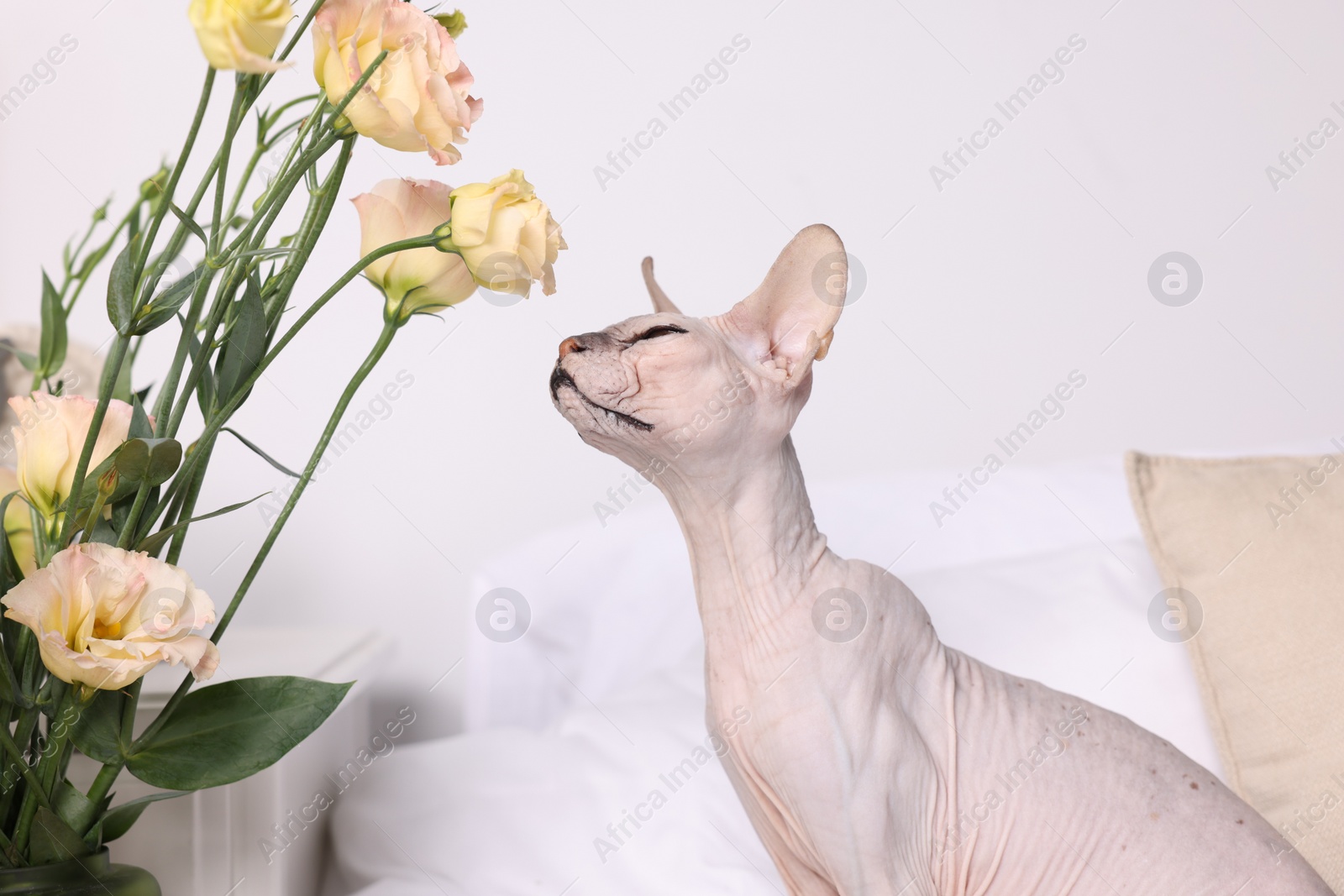 Photo of Cute Sphynx cat sniffing beautiful roses on bed at home. Lovely pet