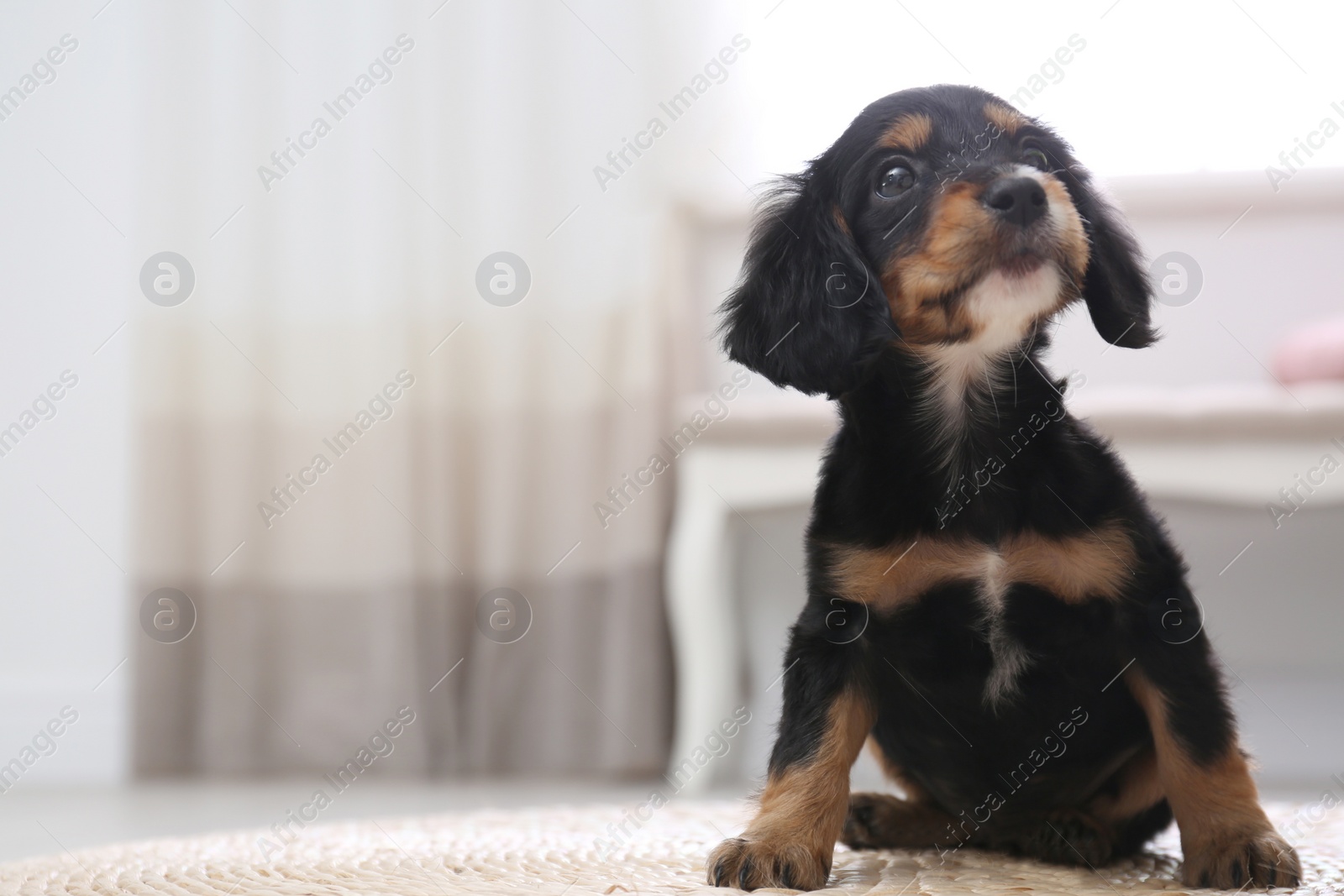 Photo of Cute English Cocker Spaniel puppy indoors. Space for text