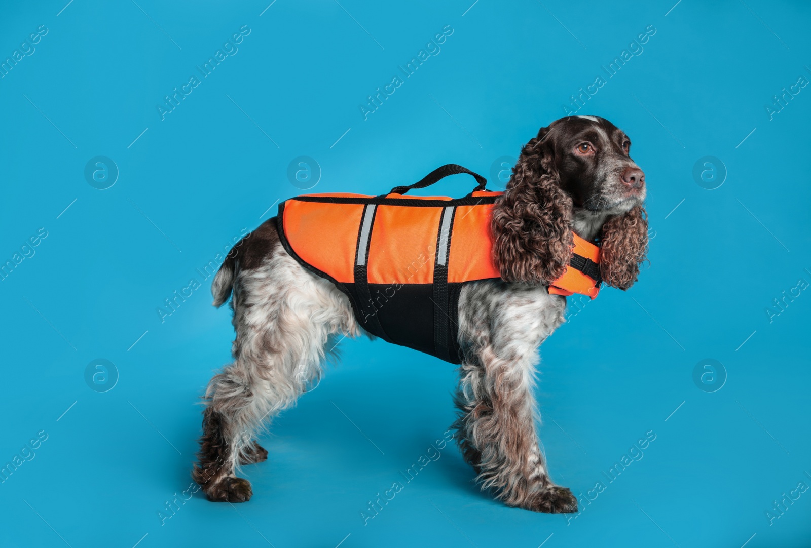 Photo of Dog rescuer in life vest on light blue background