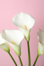 Photo of Beautiful calla lily flowers on pink background