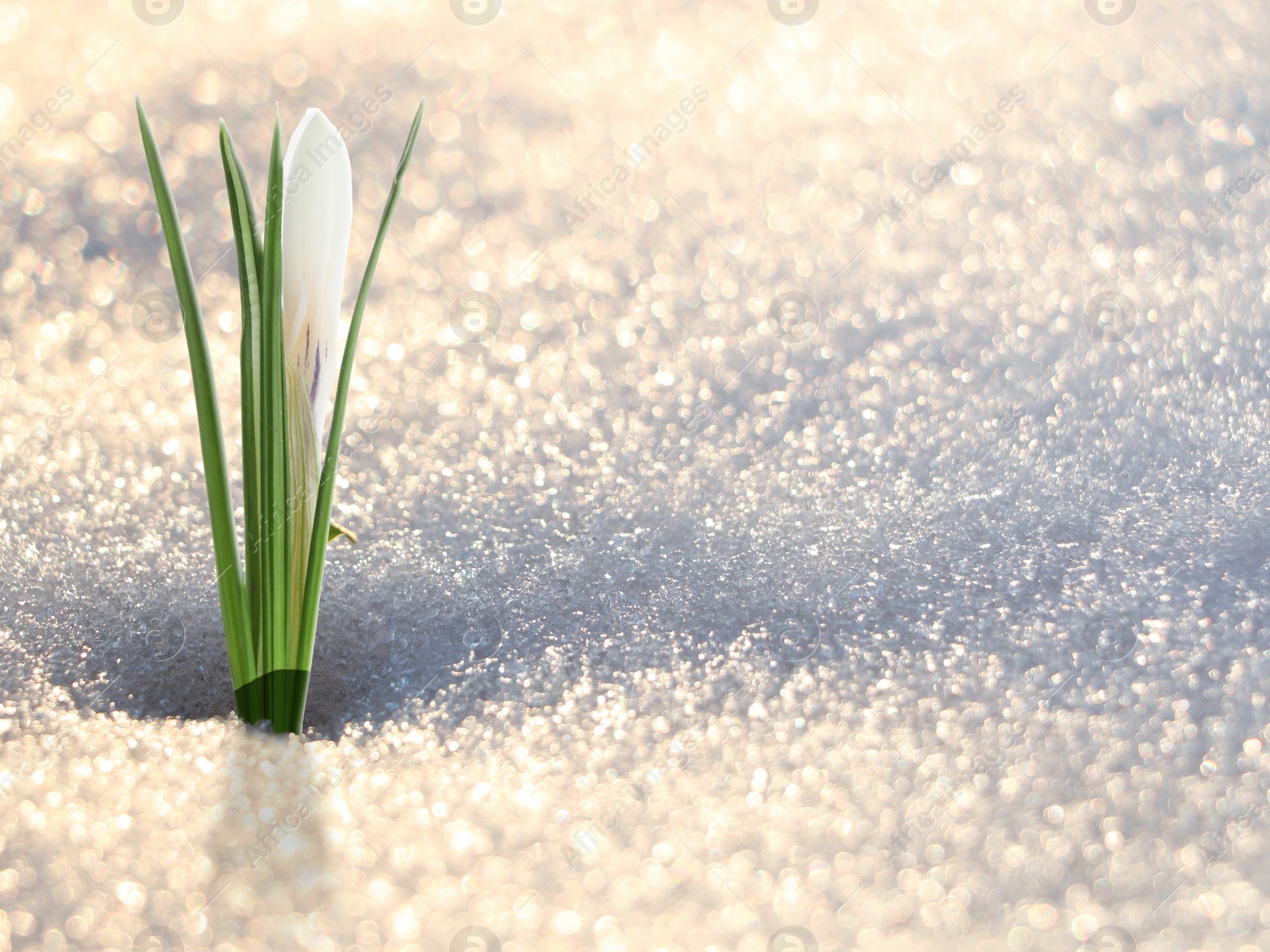 Image of Beautiful spring crocus growing through snow outdoors, space for text