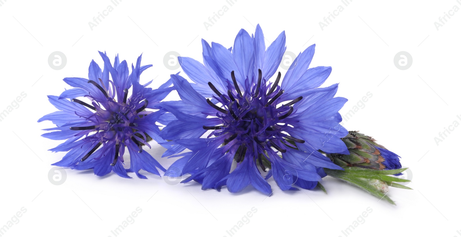 Photo of Beautiful light blue cornflowers isolated on white