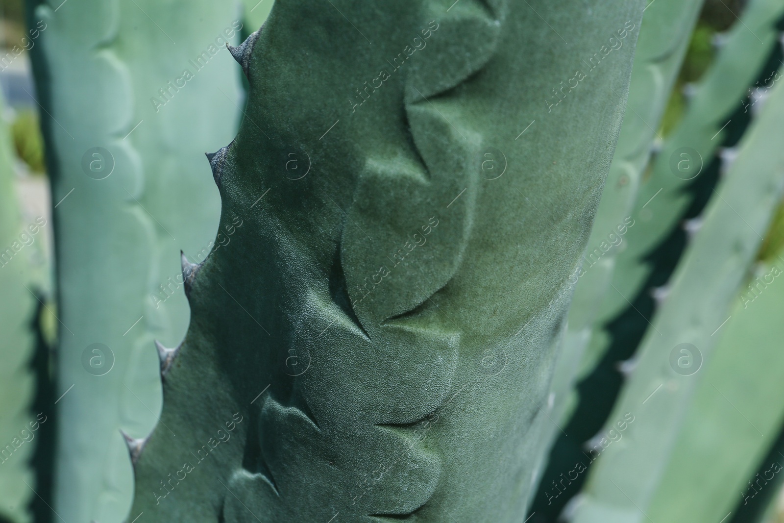 Photo of Closeup view of beautiful Agave leaves. Exotic plant