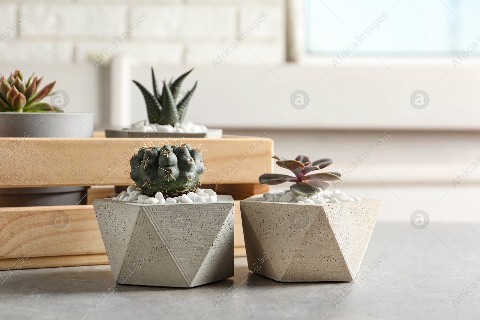 Photo of Beautiful succulent plants in stylish flowerpots on table indoors. Home decor