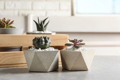 Beautiful succulent plants in stylish flowerpots on table indoors. Home decor