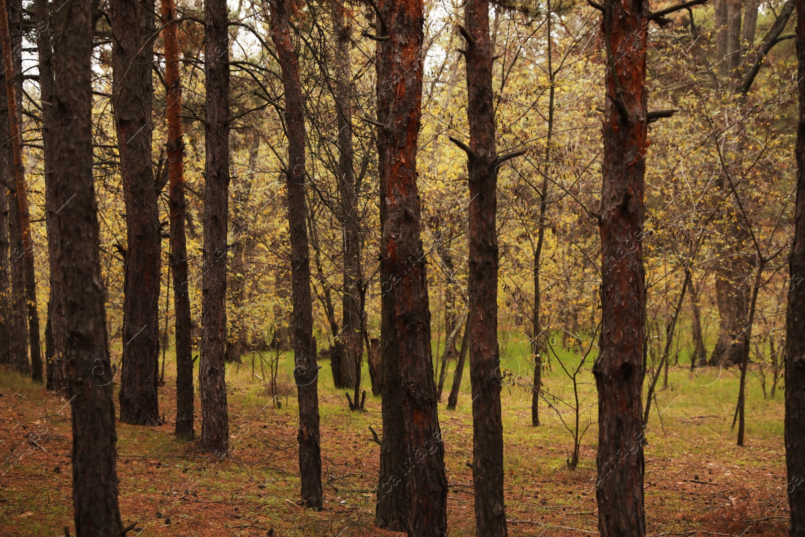 Photo of Beautiful view of autumn forest with different trees