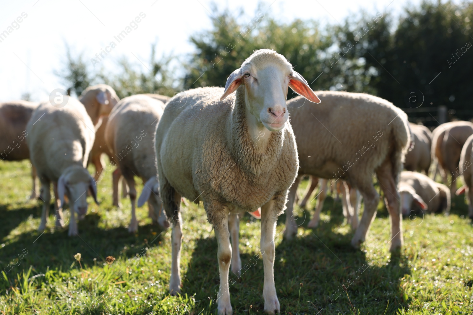 Photo of Cute sheep grazing outdoors on sunny day. Farm animals