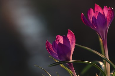 Photo of Fresh purple crocus flowers growing on dark background. Space for text