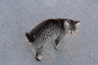 Photo of Lonely stray cat on asphalt outdoors, above view. Homeless pet
