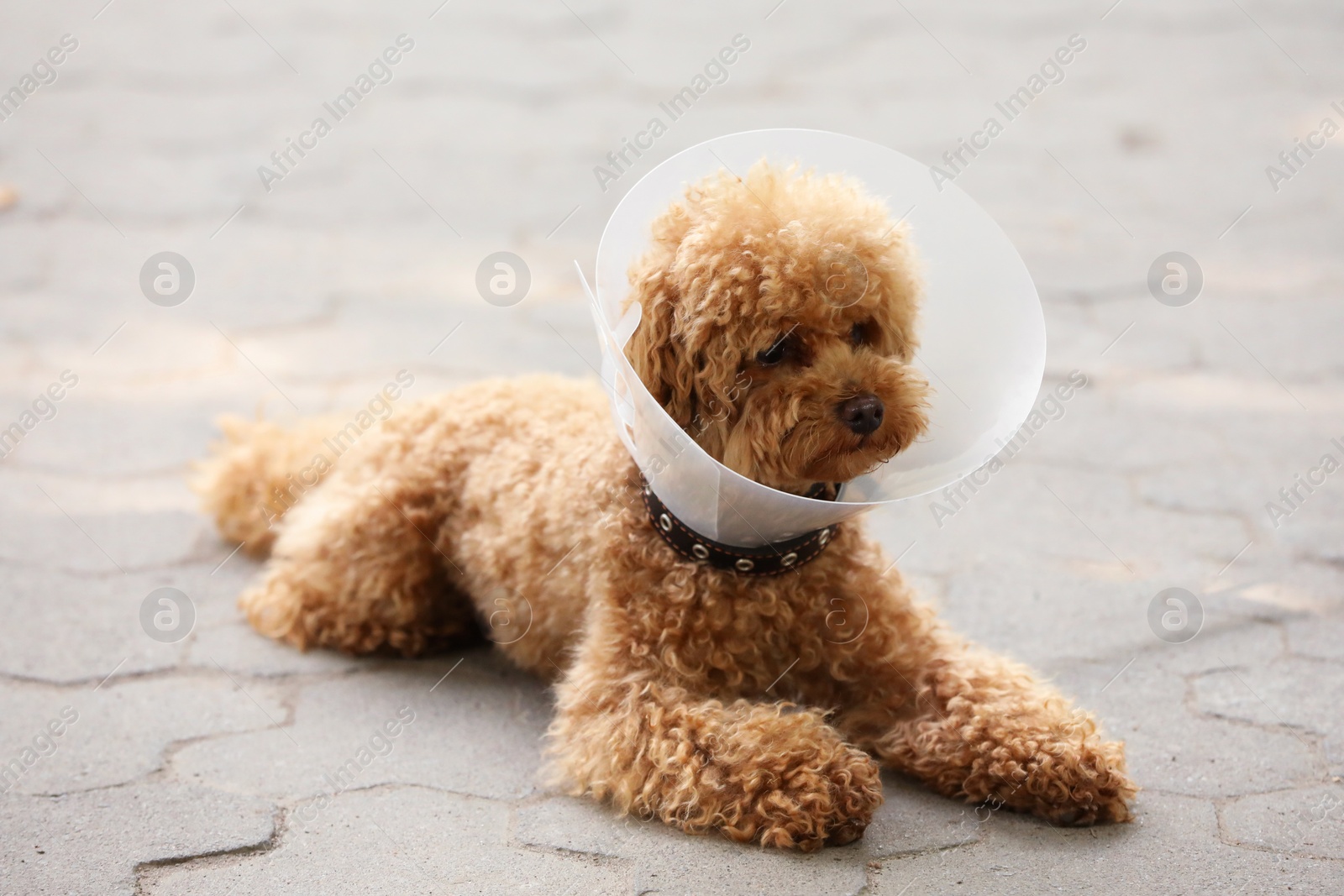 Photo of Cute Maltipoo dog with Elizabethan collar lying on pavement outdoors