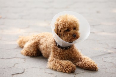 Photo of Cute Maltipoo dog with Elizabethan collar lying on pavement outdoors