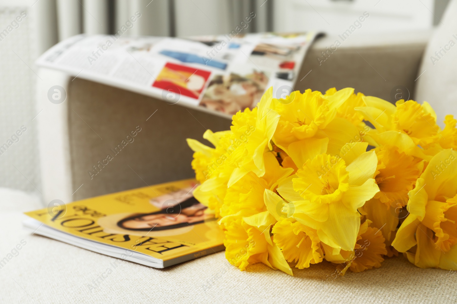 Photo of Beautiful daffodils on sofa, closeup. Space for text