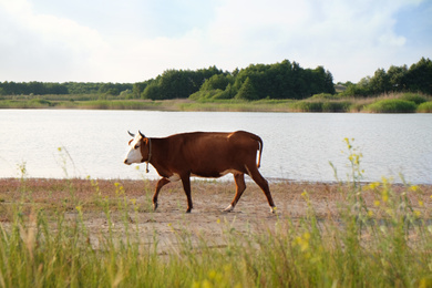 View of beautiful cow on meadow near lake