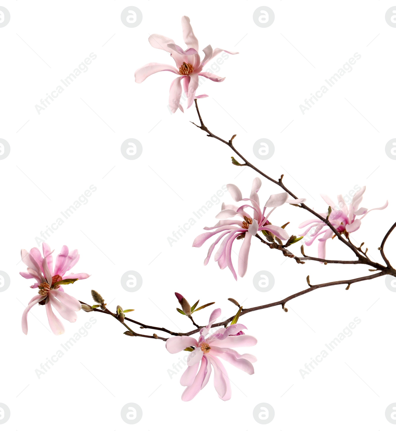 Photo of Magnolia tree branch with beautiful flowers isolated on white