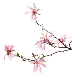 Magnolia tree branch with beautiful flowers isolated on white