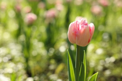 Beautiful pink tulip growing outdoors on sunny day, closeup. Space for text