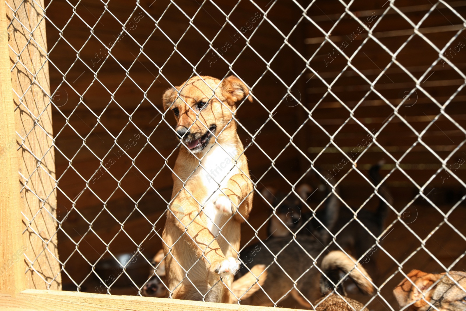 Photo of Cage with homeless dogs in animal shelter, space for text. Concept of volunteering