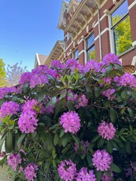 Beautiful Rhododendron shrub with violet flowers growing outdoors