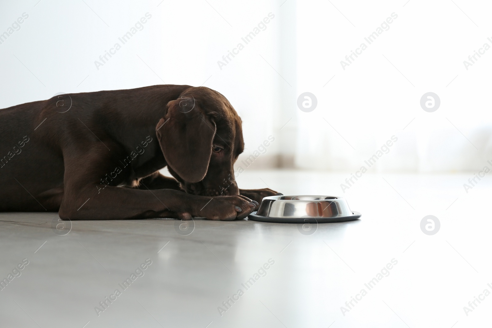 Photo of German Shorthaired Pointer dog with bowl indoors