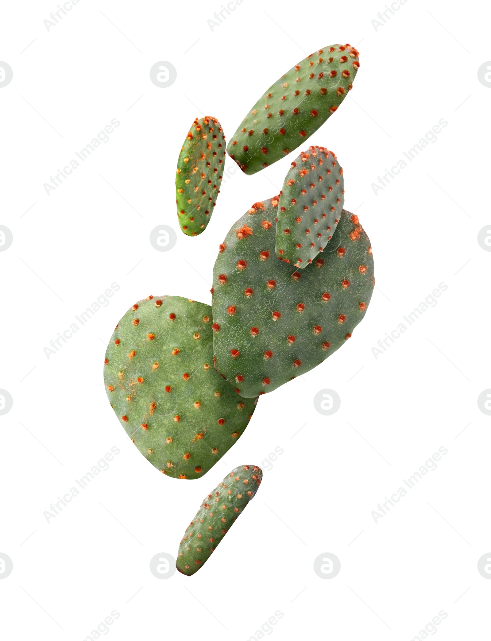 Image of Opuntia cactus pads falling on white background