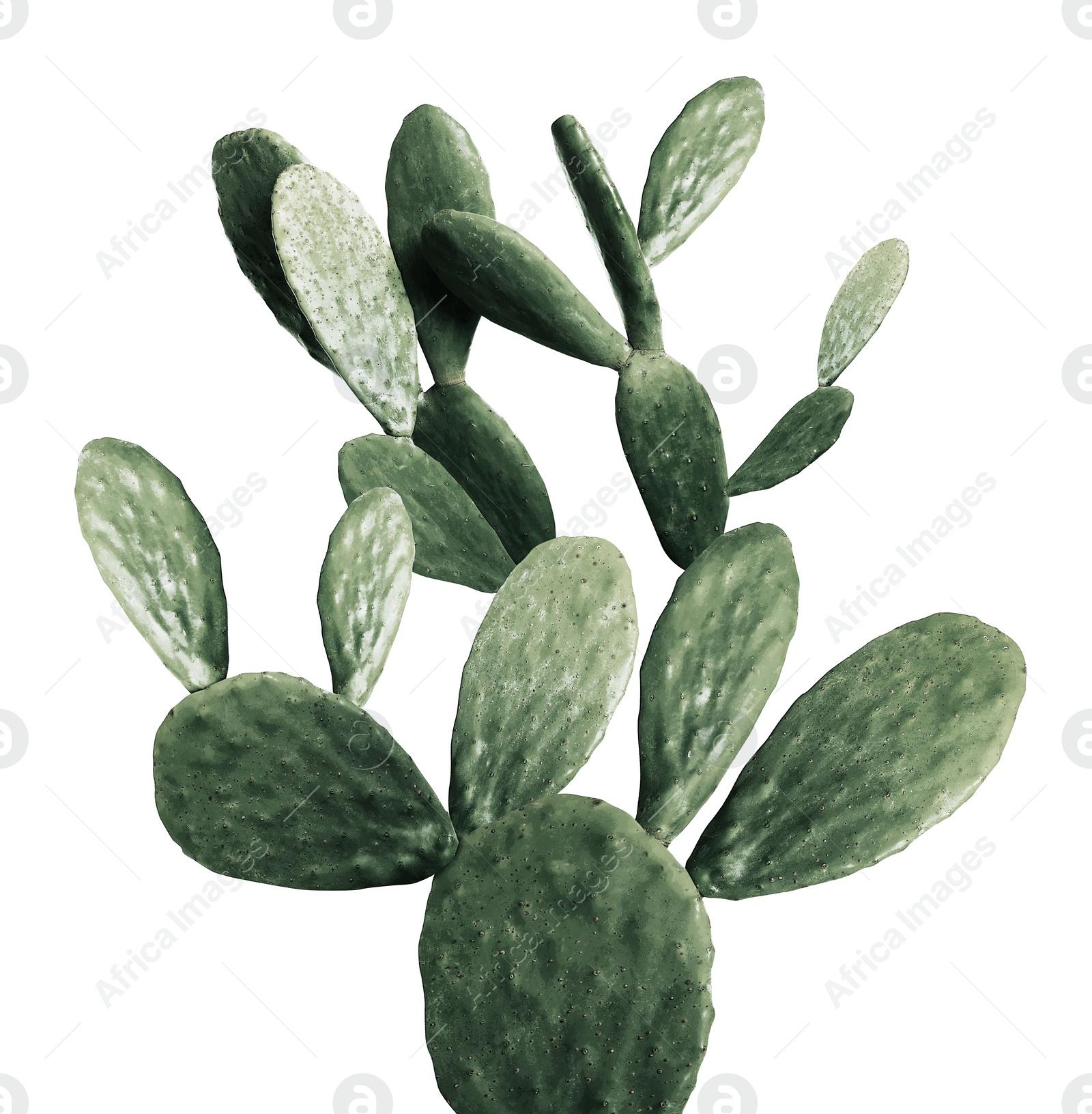 Image of Beautiful big cactus on white background. Color toned