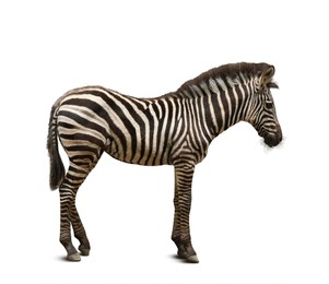 Image of Beautiful zebra on white background. Exotic animal