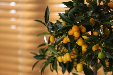 Photo of Kumquat tree with ripening fruits indoors, closeup. Interior design