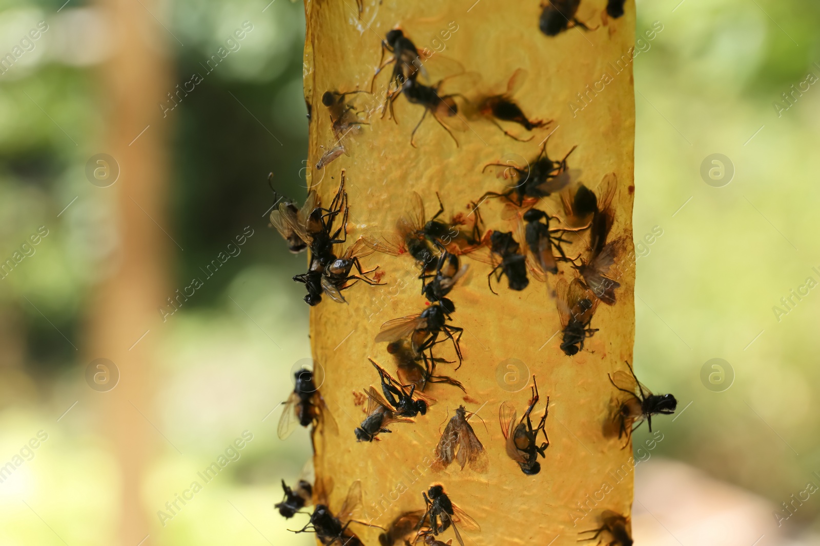 Photo of Sticky insect tape with dead flies on blurred background, closeup