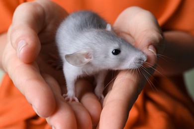 Photo of Woman holding cute small rat, closeup view