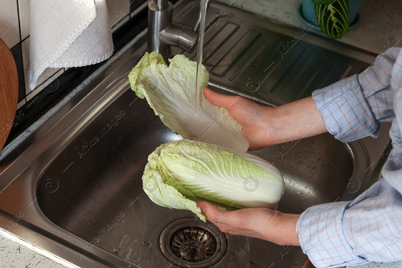 Photo of Woman washing fresh Chinese cabbage in sink, closeup