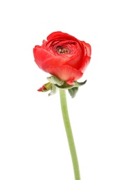 Beautiful spring ranunculus flower isolated on white