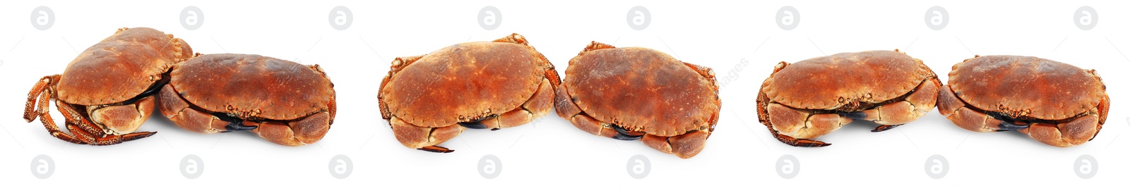 Image of Fresh cooked crabs isolated on white, set