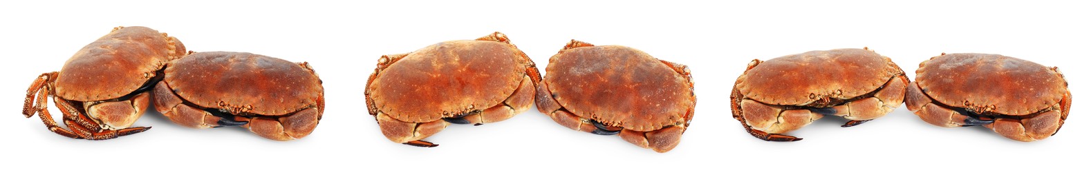 Image of Fresh cooked crabs isolated on white, set