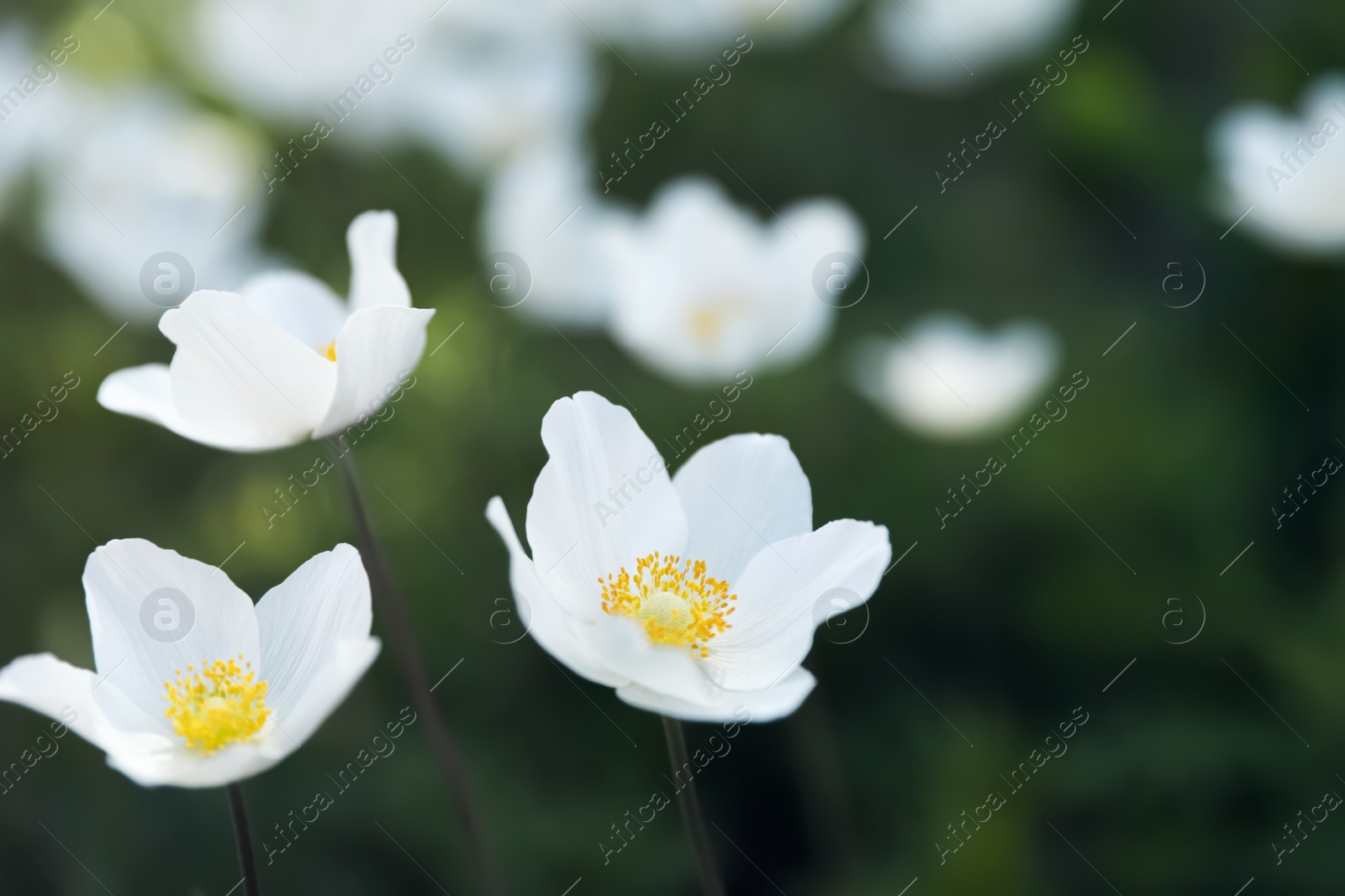 Photo of Beautiful blossoming Japanese anemone flowers outdoors on spring day