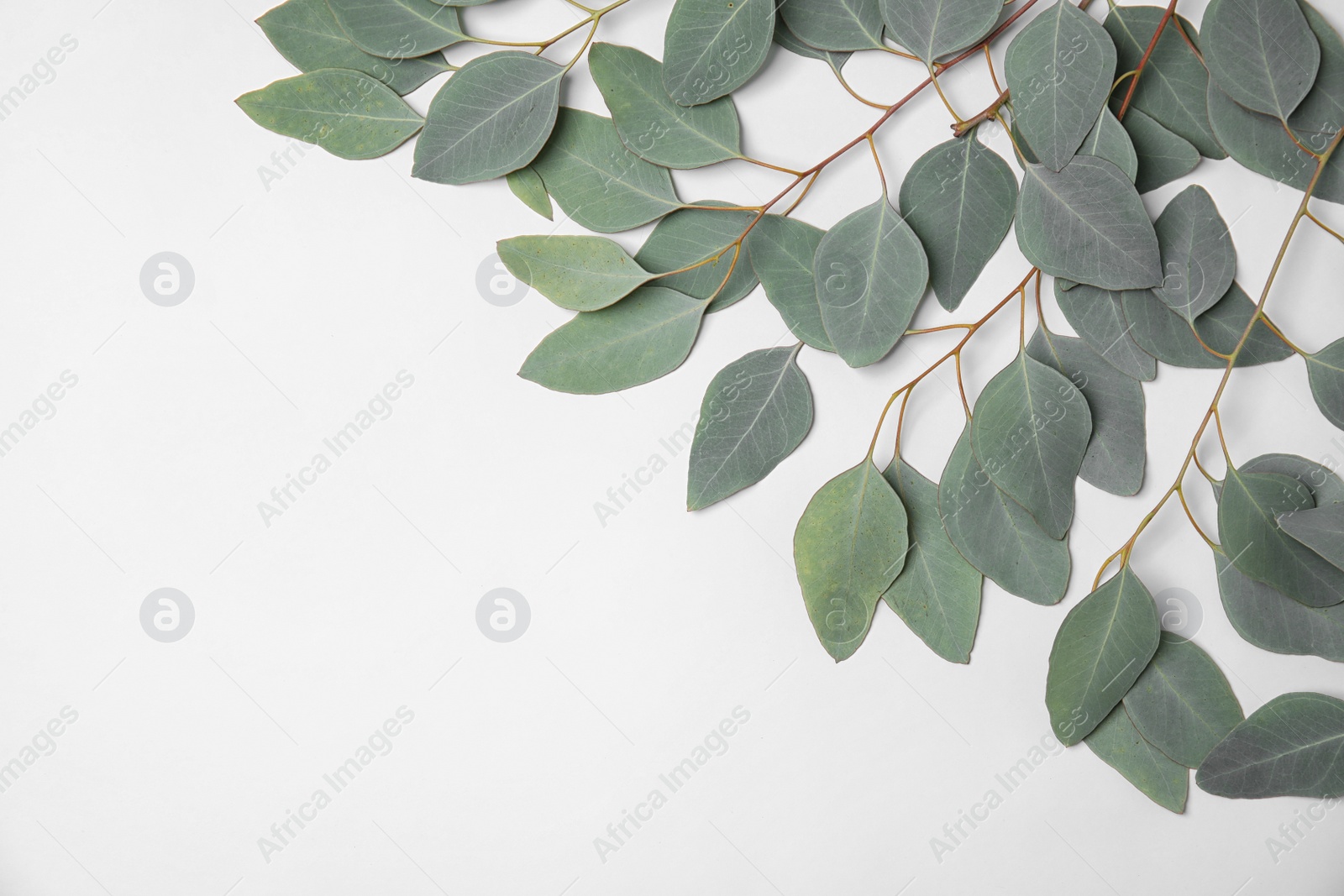 Photo of Fresh eucalyptus leaves on white background, top view