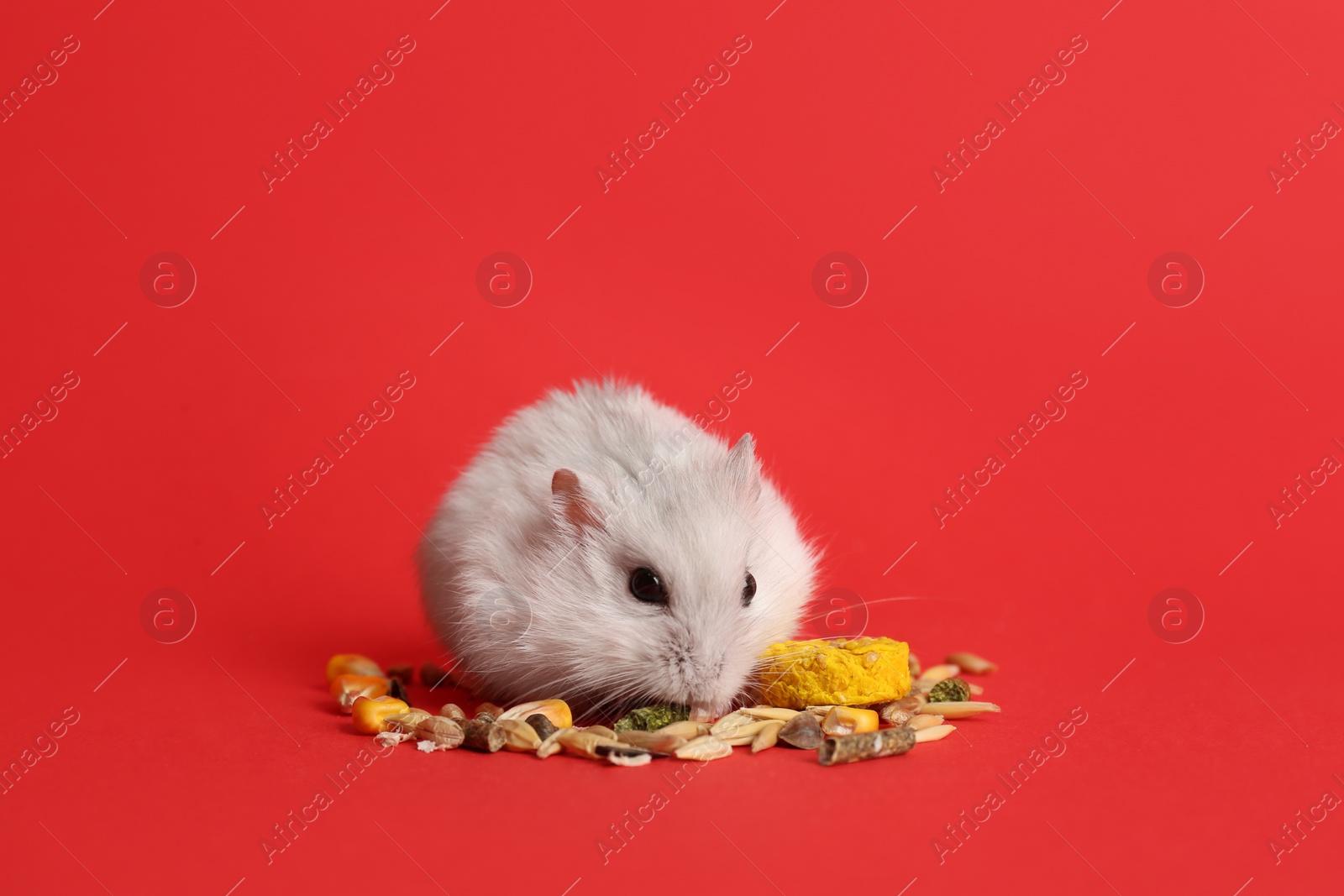 Photo of Cute funny pearl hamster feeding on red background