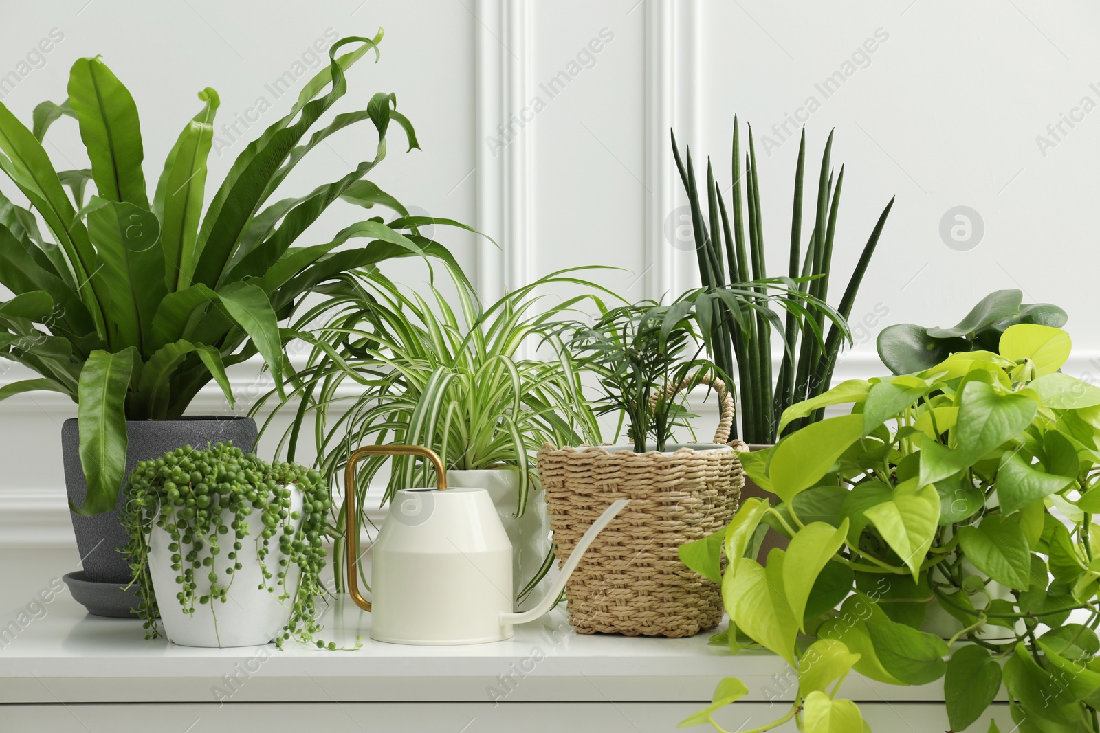 Photo of Green potted houseplants on chest of drawers near white wall