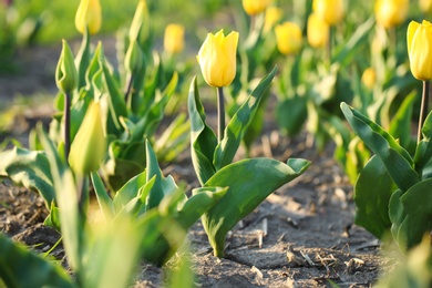 Field with fresh beautiful tulips. Blooming spring flowers