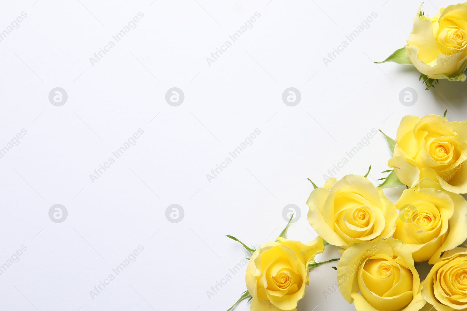 Photo of Beautiful yellow roses on white background, flat lay. Space for text