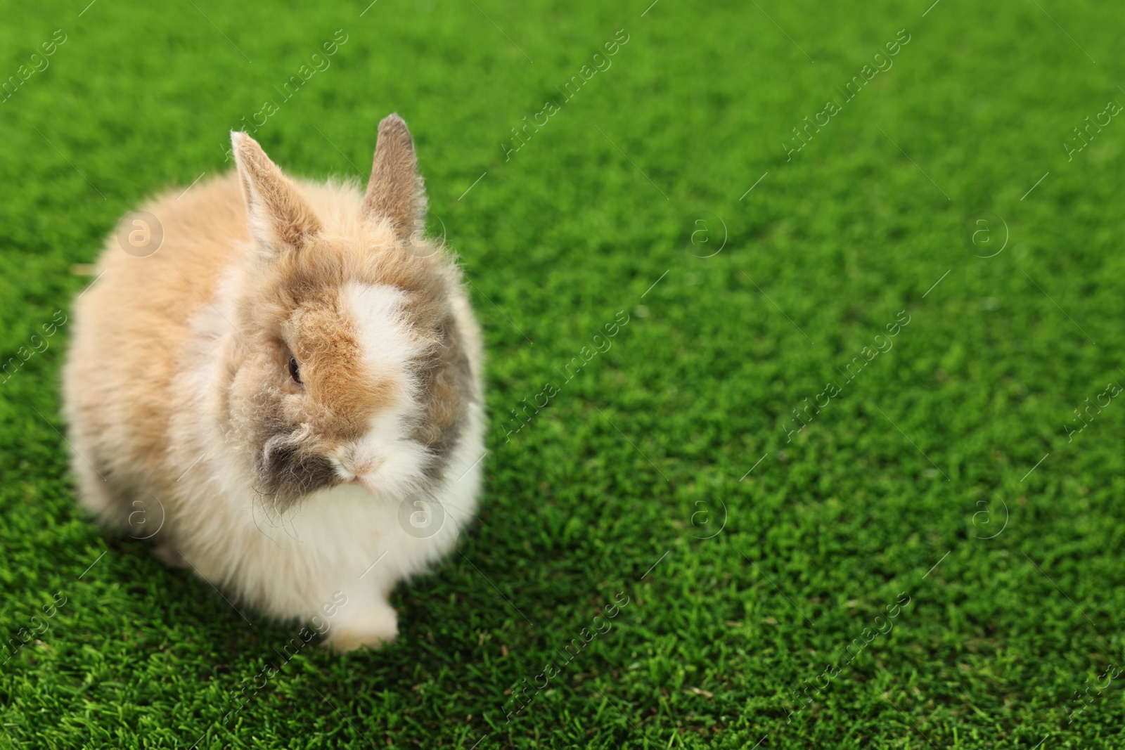 Photo of Cute fluffy pet rabbit on green grass. Space for text
