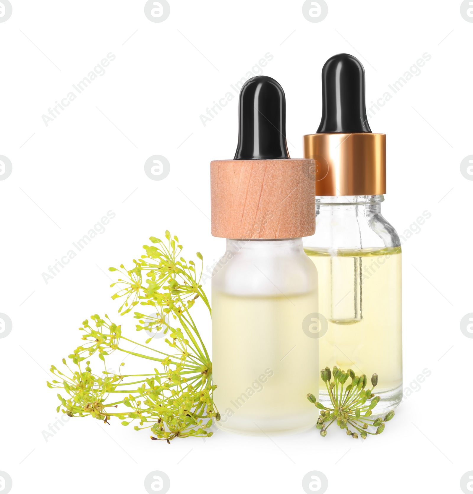 Photo of Bottles of essential oil and fresh dill isolated on white