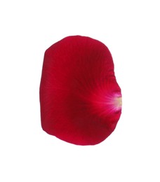 Photo of Red rose flower petal on white background