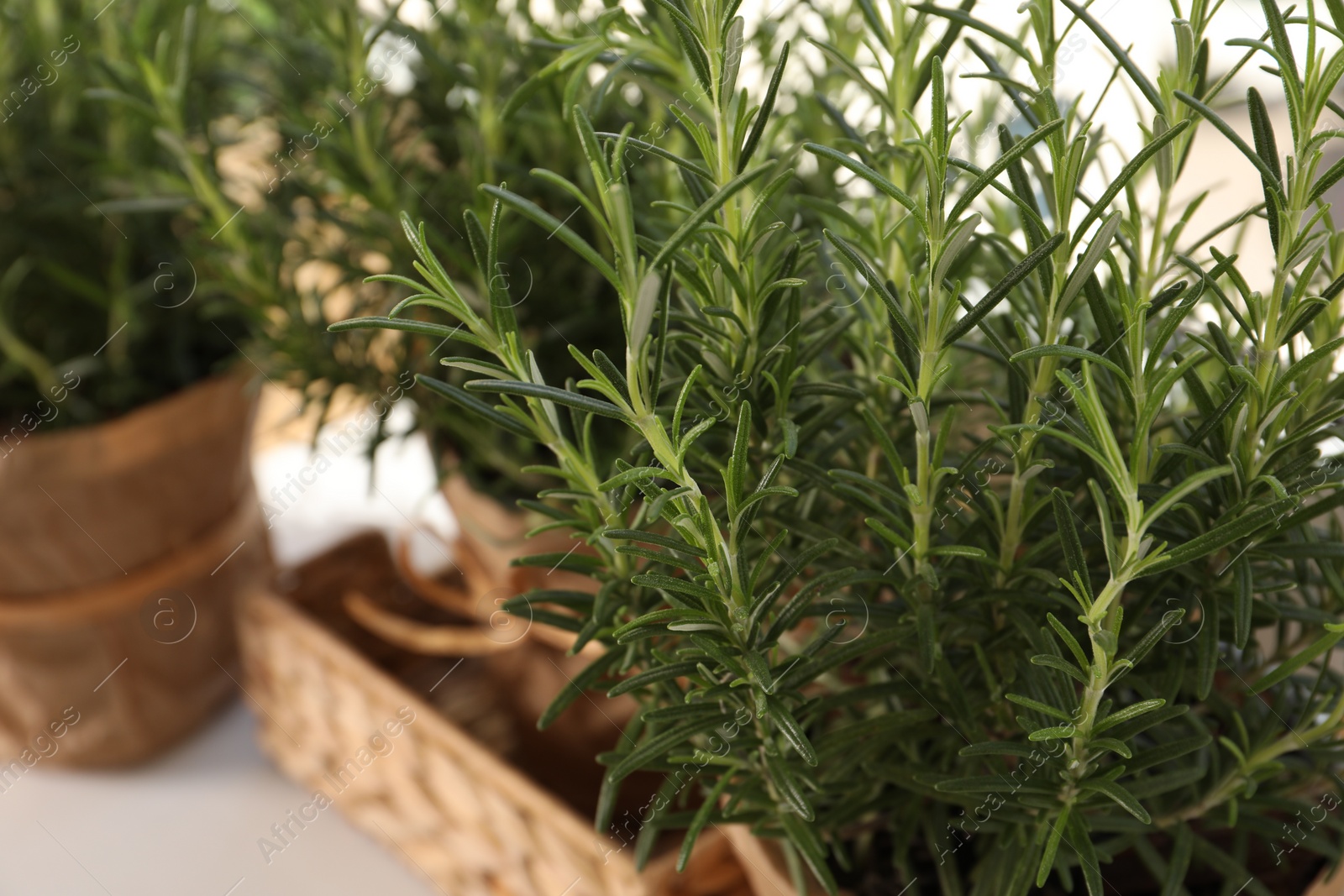 Photo of Aromatic green rosemary in pots on table, closeup